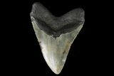 Fossil Megalodon Tooth - North Carolina #124337-2
